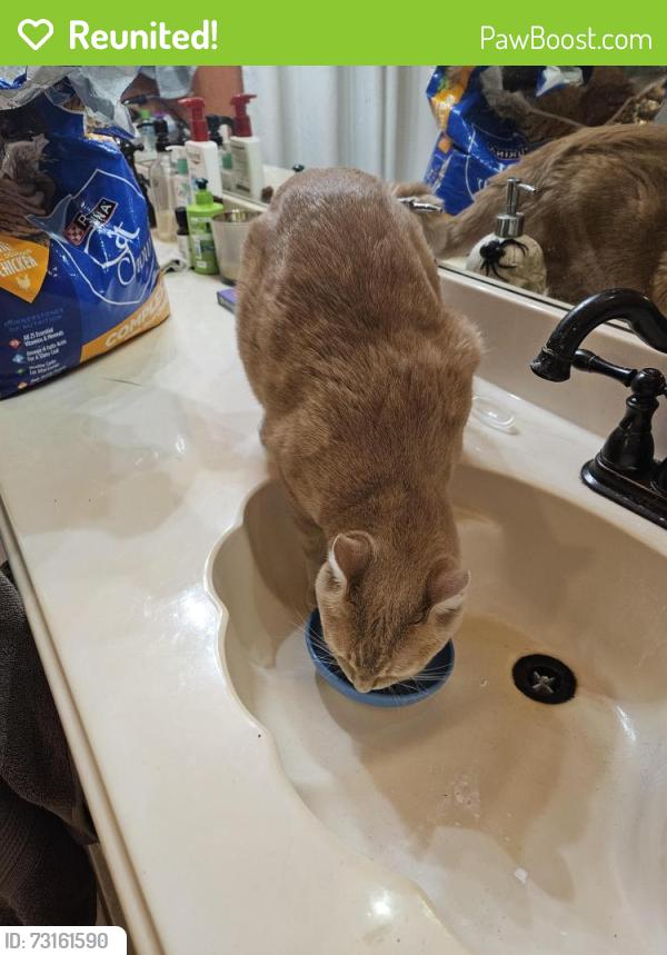 Reunited Male Cat last seen Queenston, Forest heights, Houston, TX 77095