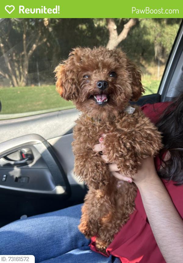 Reunited Male Dog last seen Near 137th St, Hawthorne, CA 90250, USA, Hawthorne, CA 90250