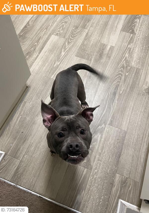 Found/Stray Male Dog last seen By Riverboat Drive/Harney road, Tampa, FL 33637