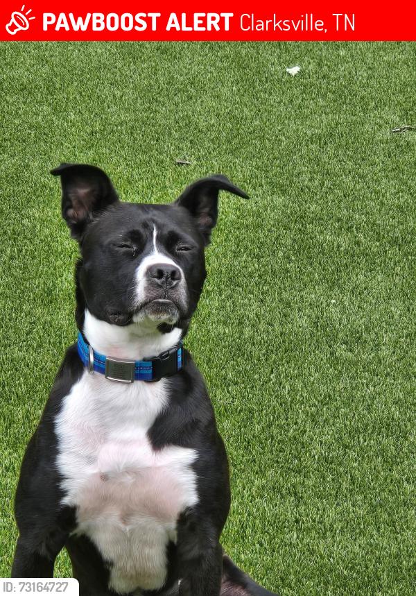 Lost Male Dog last seen Sango Rd, accross from Sango Elementary, Clarksville, TN 37043