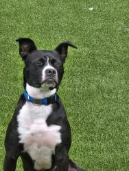 Lost Male Dog last seen Sango Rd, accross from Sango Elementary, Clarksville, TN 37043