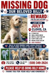 Lost Male Dog last seen Ashlan and sunnyside, Clovis, CA 93612