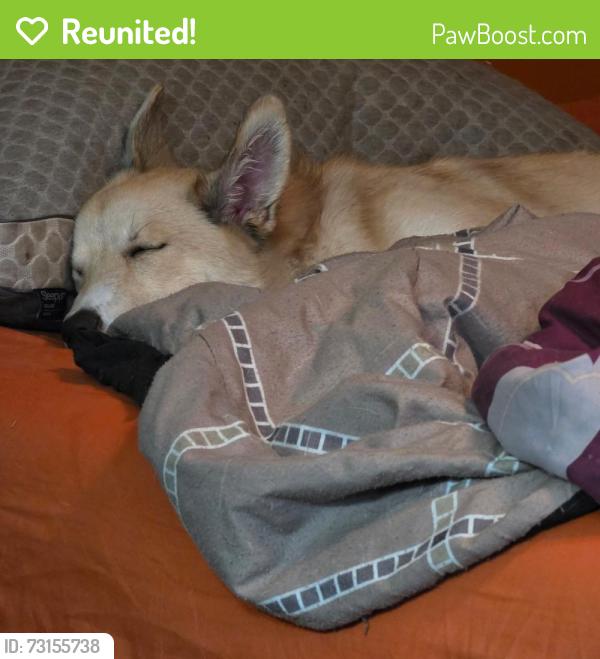 Reunited Male Dog last seen Sioux, Homosassa, FL 34448