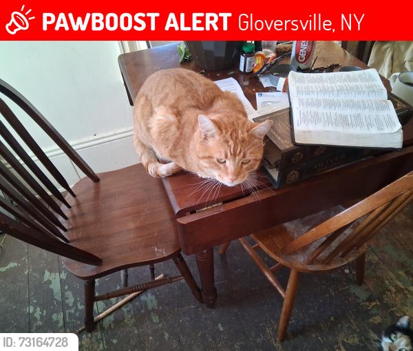 Lost Male Cat last seen Main st, Gloversville, NY 12078