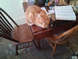 Lost Male Cat last seen Main st, Gloversville, NY 12078