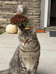 Lost Female Cat last seen Indianola road & Hartford Avenue, Des Moines, IA 50315