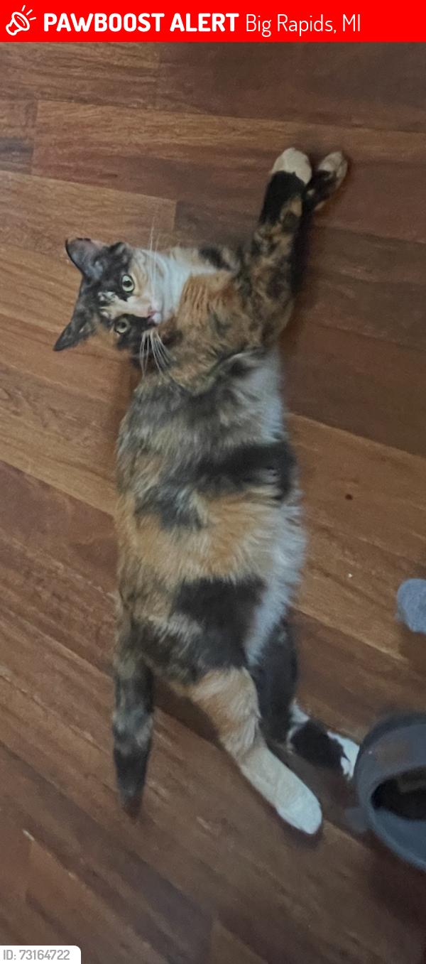 Lost Female Cat last seen Big Rapids Library, Big Rapids, MI 49307
