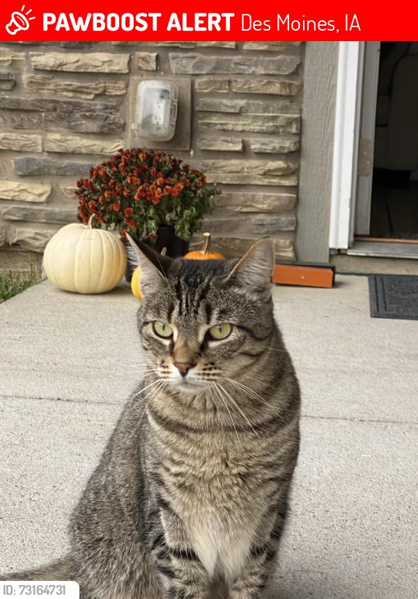 Lost Female Cat last seen Indianola road & Hartford Avenue, Des Moines, IA 50315
