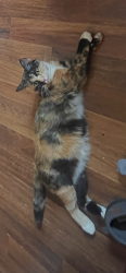 Lost Female Cat last seen Big Rapids Library, Big Rapids, MI 49307