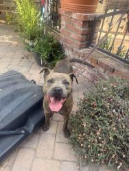 Found/Stray Male Dog last seen Anaheim, Los Angeles, CA 90710