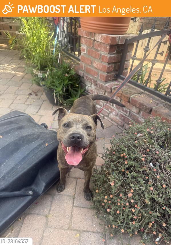 Found/Stray Male Dog last seen Anaheim, Los Angeles, CA 90710