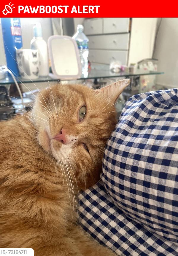 Lost Male Cat last seen Eden close, West Northamptonshire, England 