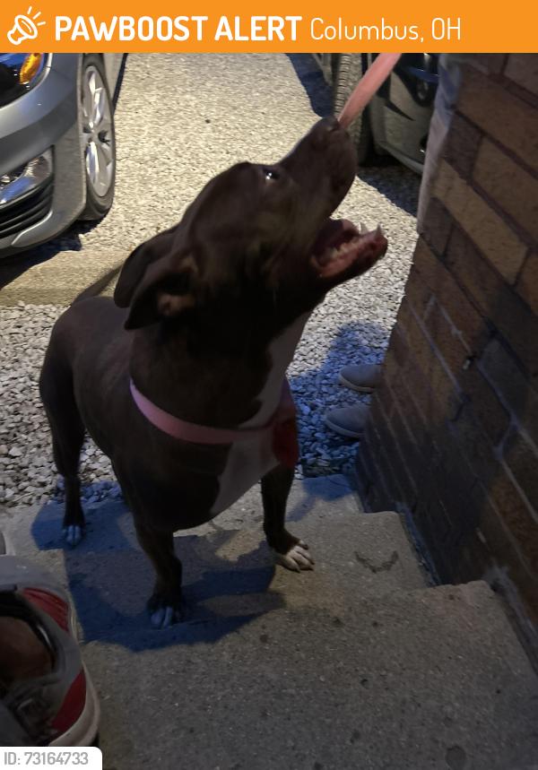 Found/Stray Male Dog last seen 4th street and 17th, Columbus, OH 43201