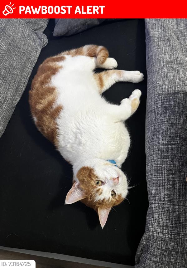 Lost Male Cat last seen Mickleover golf course, Littleover, England DE23 4ED