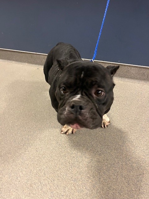 Shelter Stray Female Dog last seen Near BLOCK SW 61ST AVE, 3599 NW 79th Ave, Doral, FL 33122, USA