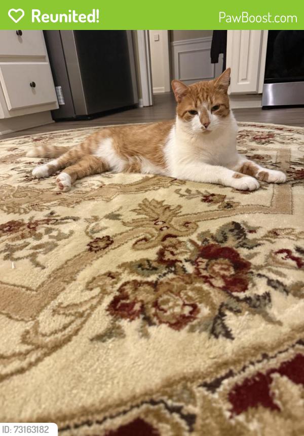 Reunited Male Cat last seen Near Davis Rd, Marietta, GA, Marietta, GA 30062