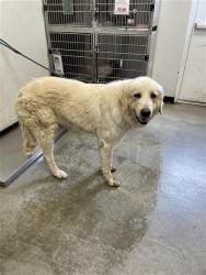 Shelter Stray Female Dog last seen Near BLOCK E BUTLER AVE, FRESNO CA 93702 4608, 5277 E Airways Blvd, Fresno, CA 93727, USA