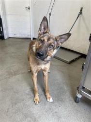 Shelter Stray Male Dog last seen Near BLOCK W PRINCETON AVE, FRESNO CA 93722 8031, 5277 E Airways Blvd, Fresno, CA 93727, USA