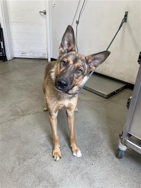 Shelter Stray Male Dog last seen Near BLOCK W PRINCETON AVE, FRESNO CA 93722 8031, 5277 E Airways Blvd, Fresno, CA 93727, USA