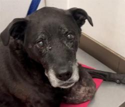 Shelter Stray Female Dog last seen , 4000 N Silverbell Rd, Tucson, AZ 85745, USA