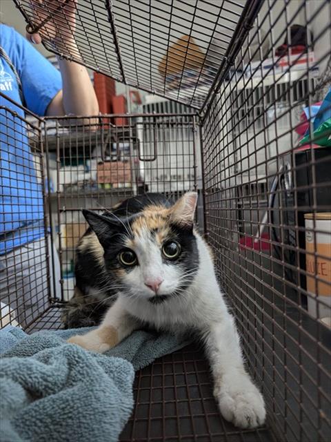 Shelter Stray Female Cat last seen , 4000 N Silverbell Rd, Tucson, AZ 85745, USA