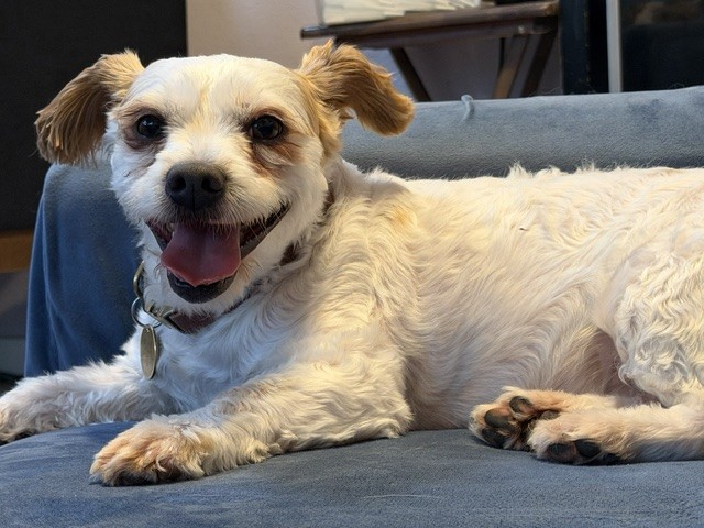 Shelter Stray Male Dog last seen , 1850 W 60th St, Los Angeles, CA 90047, USA