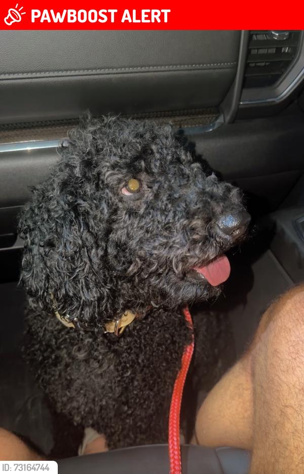 Lost Female Dog last seen Near LA-1054, Tangipahoa Parish, LA 70456
