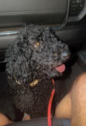 Lost Female Dog last seen Near LA-1054, Tangipahoa Parish, LA 70456
