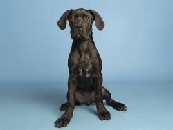 Shelter Stray Female Dog last seen MARICOPA, 5501 E Van Buren St, Phoenix, AZ 85008, USA