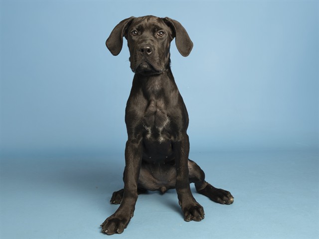Shelter Stray Female Dog last seen MARICOPA, 5501 E Van Buren St, Phoenix, AZ 85008, USA
