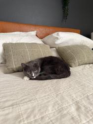 Lost Male Cat last seen Denver Water Facility in Southmoor Park, Denver, CO 80237