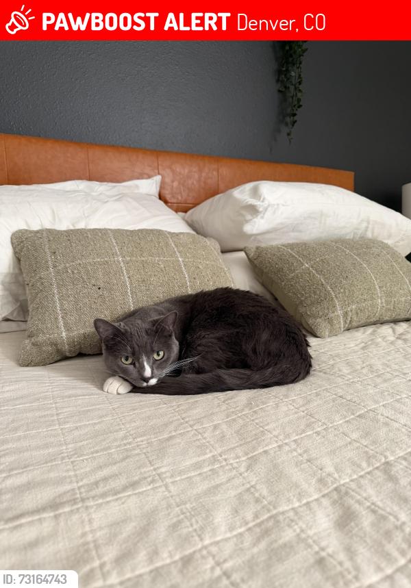 Lost Male Cat last seen Denver Water Facility in Southmoor Park, Denver, CO 80237