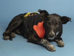 Shelter Stray Male Dog last seen OLD HWY 80/COTTON CENTER, 5501 E Van Buren St, Phoenix, AZ 85008, USA