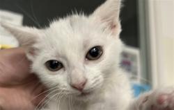 Shelter Stray Unknown Cat last seen , 1850 W 60th St, Los Angeles, CA 90047, USA
