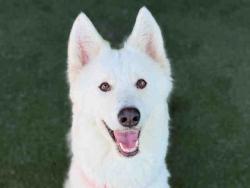 Shelter Stray Male Dog last seen , 5821 Sweetwater Rd, Bonita, CA 91902, USA