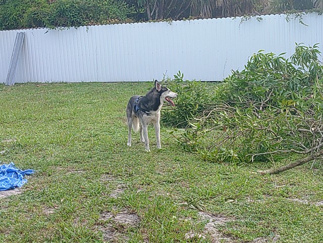 Shelter Stray Male Dog last seen Near BLOCK NW 11 AV, FORT LAUDERDALE FL 33311, 2400 SW 42nd St, Fort Lauderdale, FL 33312, USA
