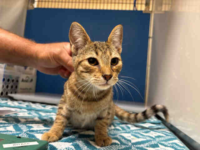Shelter Stray Female Cat last seen , 5821 Sweetwater Rd, Bonita, CA 91902, USA