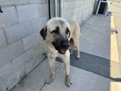 Shelter Stray Male Dog last seen , 5821 Sweetwater Rd, Bonita, CA 91902, USA
