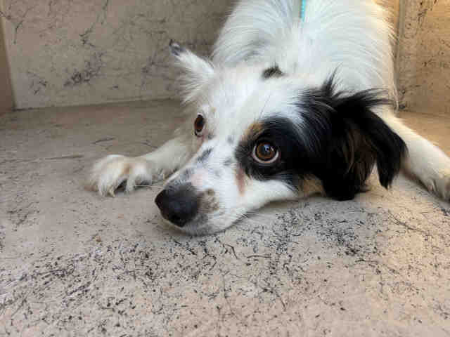 Shelter Stray Male Dog last seen , 5821 Sweetwater Rd, Bonita, CA 91902, USA