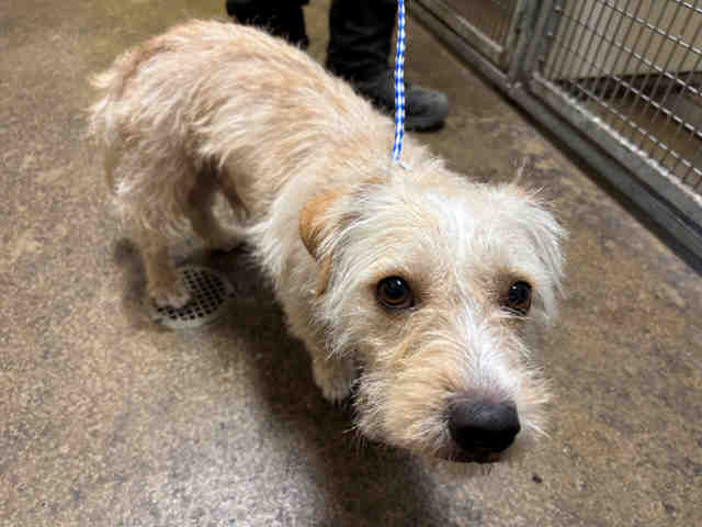 Shelter Stray Male Dog last seen , 5821 Sweetwater Rd, Bonita, CA 91902, USA