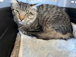 Shelter Stray Male Cat last seen , 5821 Sweetwater Rd, Bonita, CA 91902, USA