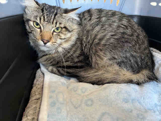 Shelter Stray Male Cat last seen , 5821 Sweetwater Rd, Bonita, CA 91902, USA