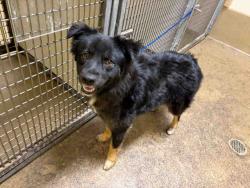 Shelter Stray Female Dog last seen , 5821 Sweetwater Rd, Bonita, CA 91902, USA