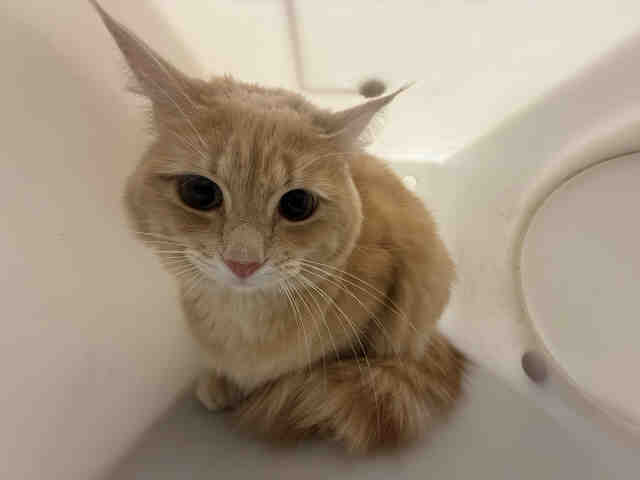 Shelter Stray Unknown Cat last seen , 2481 Palomar Airport Rd, Carlsbad, CA 92011, USA