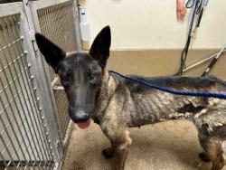 Shelter Stray Female Dog last seen , 5821 Sweetwater Rd, Bonita, CA 91902, USA