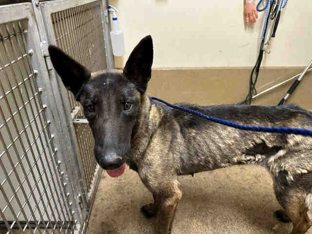 Shelter Stray Female Dog last seen , 5821 Sweetwater Rd, Bonita, CA 91902, USA