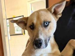 Shelter Stray Male Dog last seen , 5821 Sweetwater Rd, Bonita, CA 91902, USA