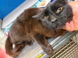 Shelter Stray Male Cat last seen , 5821 Sweetwater Rd, Bonita, CA 91902, USA
