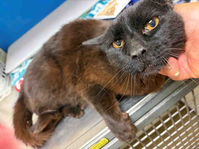 Shelter Stray Male Cat last seen , 5821 Sweetwater Rd, Bonita, CA 91902, USA