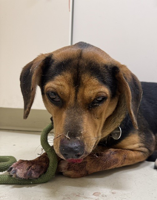 Shelter Stray Male Dog last seen HERITAGE WY,, 1950 Stevenson Blvd, Fremont, CA 94538, USA